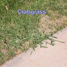 Crabgrass photo