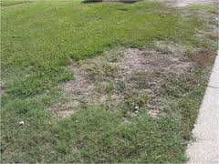 Pearl Scale Infestation in Lawns