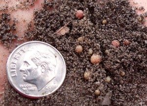 Pearl Scale Infestation Ground Pearls