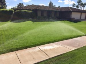 Green lush lawn - 3 weeks!